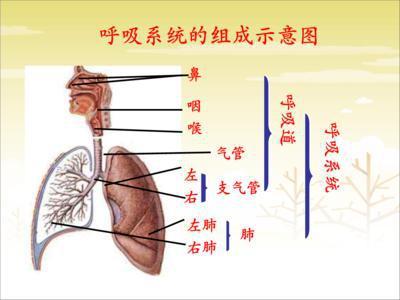 呼吸系统的疾病来源 二氧化碳的角色与警示